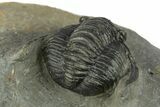 Diademaproetus Trilobite Fossil - Morocco #249892-5